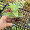 Tradescantia sillamontana 'White Velvet' Wandering Dude