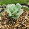 Graptoveria 'Lovely Rose'