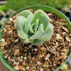 Graptoveria 'Lovely Rose'