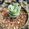 Graptoveria 'Lovely Rose'