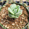 Graptoveria 'Lovely Rose'