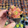 Sedum rubrotinctum 'Aurora' Pink Jelly Bean