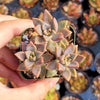 Graptosedum 'Alpenglow'