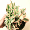 Aeonium Sunburst Crest