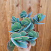 Kalanchoe fedtschenkoi 'Majestic Scallops'