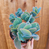 Kalanchoe fedtschenkoi 'Majestic Scallops'