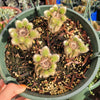 Cleistocactus winteri Golden Rat Tail