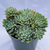 Sedeveria 'Blue Elf'
