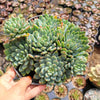 Sedeveria 'Blue Elf'
