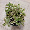 Plectranthus neochilus Variegated 'Mike's Fuzzy Wuzzy'