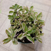 Plectranthus neochilus Variegated 'Mike's Fuzzy Wuzzy'