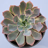 Echeveria 'Neon Breakers'