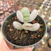 Cotyledon orbiculata 'Ping Pong'