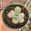 Cotyledon orbiculata 'Ping Pong'