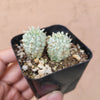 Variegated Corn Cob Cactus Euphorbia mammillaris