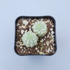 Variegated Corn Cob Cactus Euphorbia mammillaris