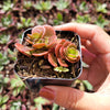 Sedum tetractinum 'Coral Reef' - Chinese Stonecrop