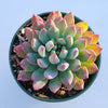 Sedeveria 'Blue Elf'