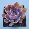 Echeveria 'Neon Breakers'