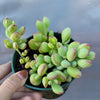 Cotyledon pendens 'Cliff Cotyledon'
