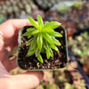 Peperomia axillaris