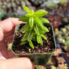 Peperomia axillaris