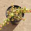 Portulacaria afra 'Elephant Bush'