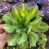 Aeonium 'Starburst'