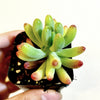 Sedum pachyphyllum 'Jelly Beans'