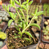String of Bananas Senecio radicans