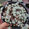 Sedum spathulifolium 'Cape Blanco' Stonecrop