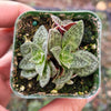 Crassula exilis ssp. cooperi 'Tiger Jade'
