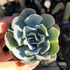Echeveria 'Blue Frills'