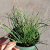 Albuca polyphylla 'Augrabies Hills'