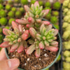 Sedum rubrotinctum 'Aurora' Pink Jelly Bean