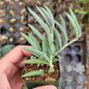 Senecio radicans Hybrid 'Fish Hooks'
