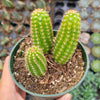 Chamaelobivia 'Rose Quartz' Peanut Cactus