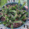 Rhipsalis Cereoides