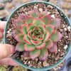 Echeveria Puli-lindsayana