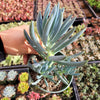 Senecio serpens 'Blue Chalk Sticks'