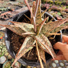 Aloe 'Pink Blush'