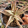 Aloe 'Pink Blush'