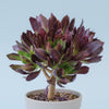 Aeonium 'Firecracker'