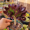 Aeonium 'Firecracker'