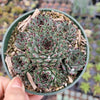 Sempervivum calcareum 'Greenii'