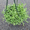 String of Bananas Senecio radicans
