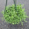 String of Bananas Senecio radicans