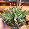Haworthia fasciata - Zebra Plant