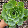 Greenovia aurea