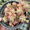 Sedum rubrotinctum 'Aurora' Pink Jelly Bean